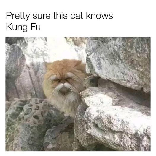 Meme of the week